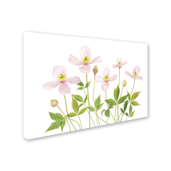 Mandy Disher 'Clematis' Canvas Art,22x32